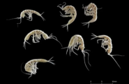 Siniscola, nelle viscere carsiche del Montalbo vivono quattro specie di gamberetti