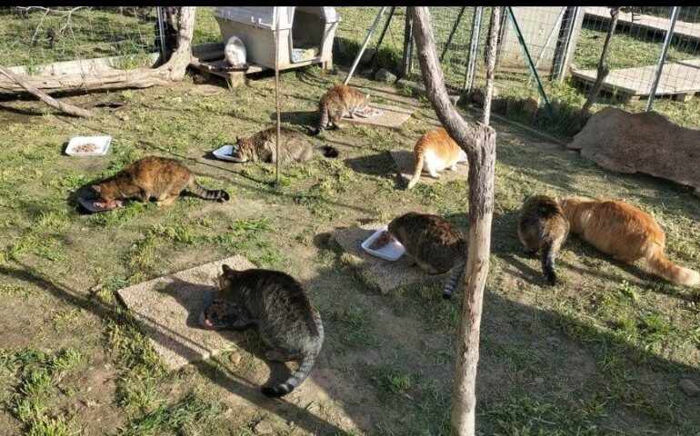 gatti in adozione