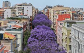 La foto del giorno. La meravigliosa fioritura delle jacarande a Cagliari nello scatto di Dietrich Steinmetz