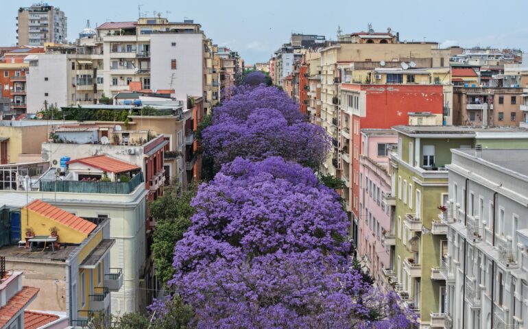 jacarande in via dante