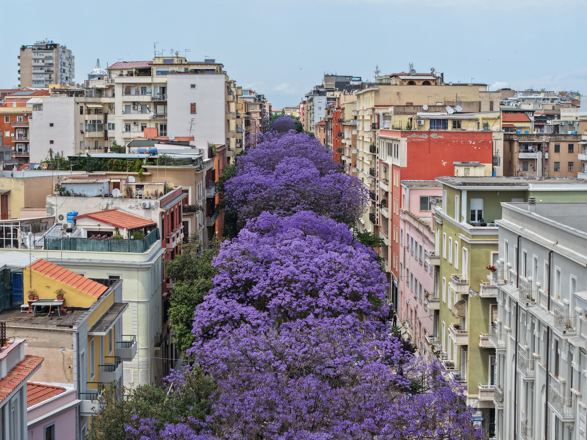 jacarande in via dante