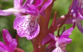 Addio Dactylorhiza elata: dichiarata ufficialmente estinta l’orchidea che viveva solo in Sardegna