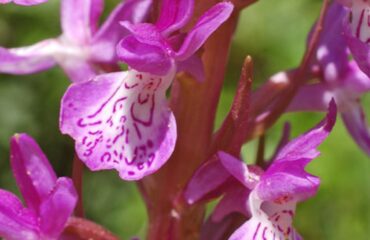 L'orchidea estinta