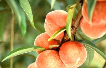 Pesche (Wikipedia)