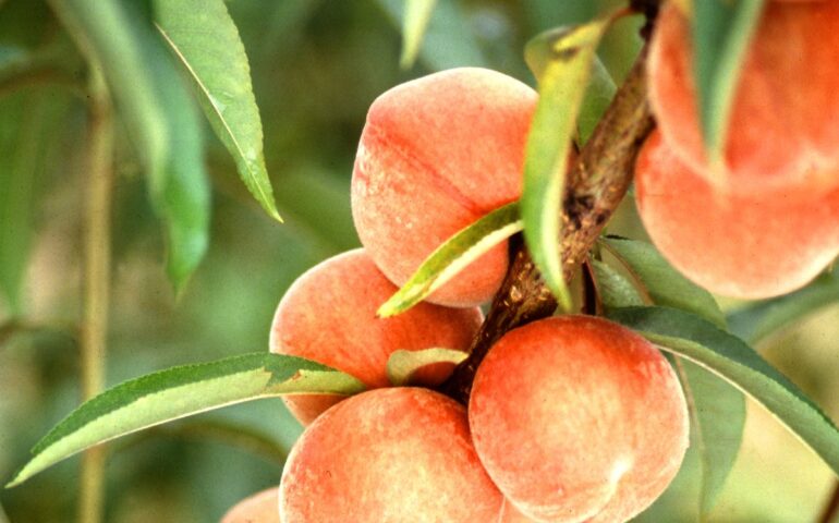 Pesche (Wikipedia)