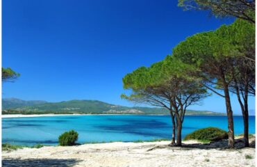 pineta