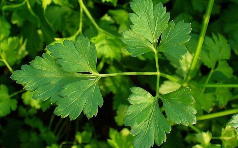 Prezzemolo (Wikipedia)