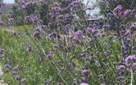 Via Roma nel fiore della primavera: una passeggiata tra profumi e colori mediterranei