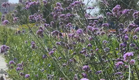Via Roma nel fiore della primavera: una passeggiata tra profumi e colori mediterranei
