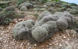 Una pianta rarissima che cresce solo in Sardegna, un “fossile vivente”: di cosa si tratta?
