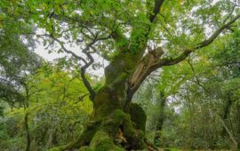 Roverella sarda più antica d'Europa