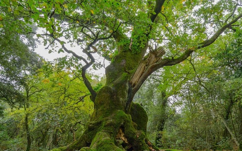 Roverella sarda più antica d'Europa