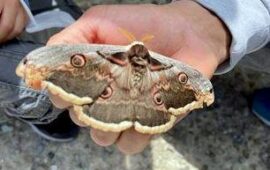 In Sardegna vola la Saturnia del Pero, un’enorme falena grande 16 cm