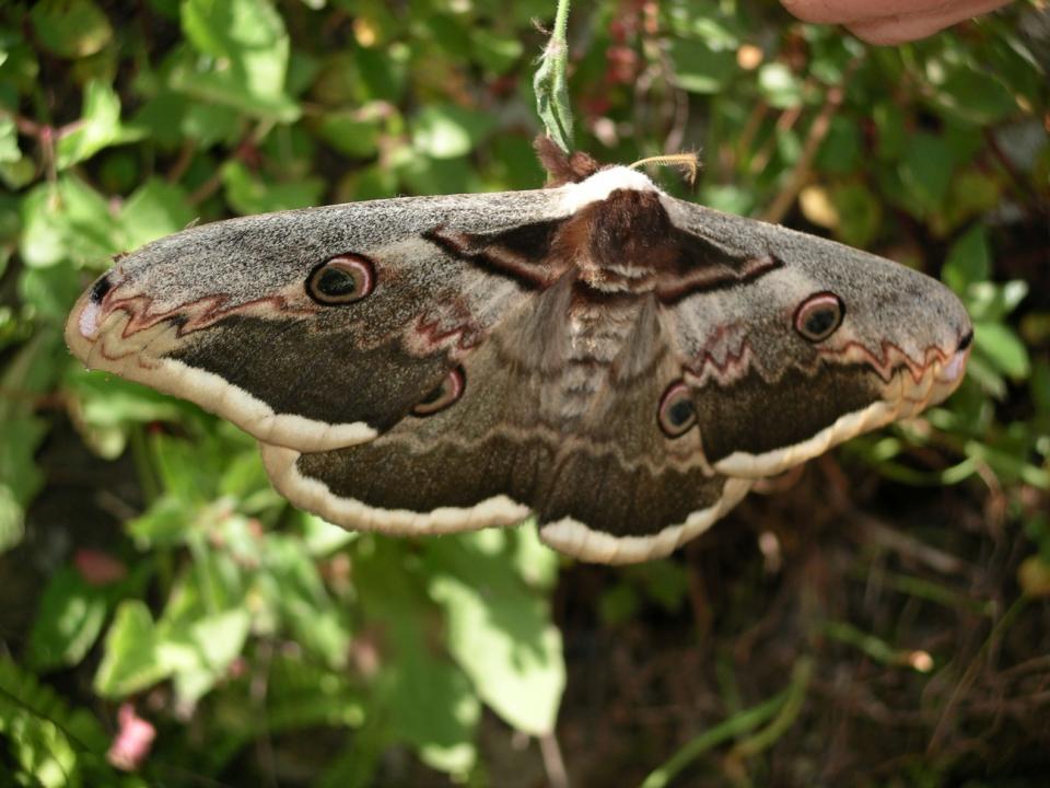 falena