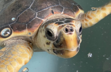 Tartaruga rilasciata PH Profilo IG Parco Asinara