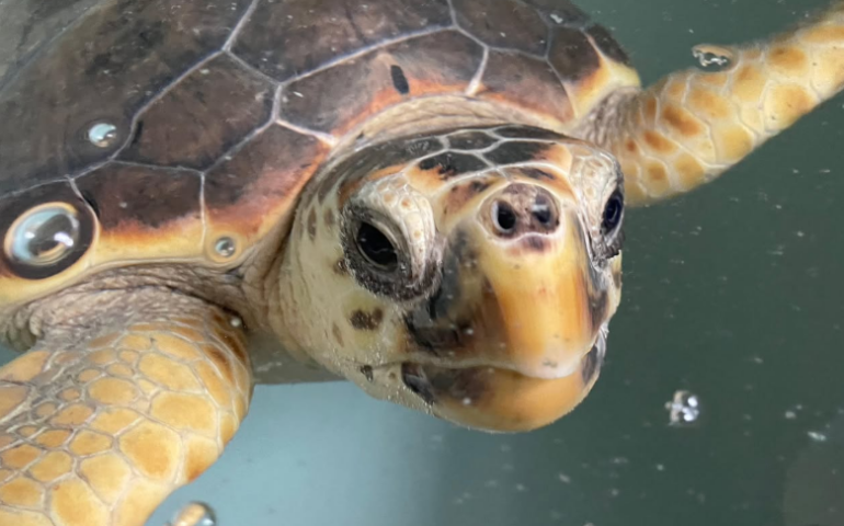 Tartaruga rilasciata PH Profilo IG Parco Asinara