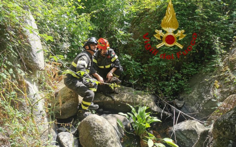 Salvataggio cane Atzachena pH Vigili del fuoco