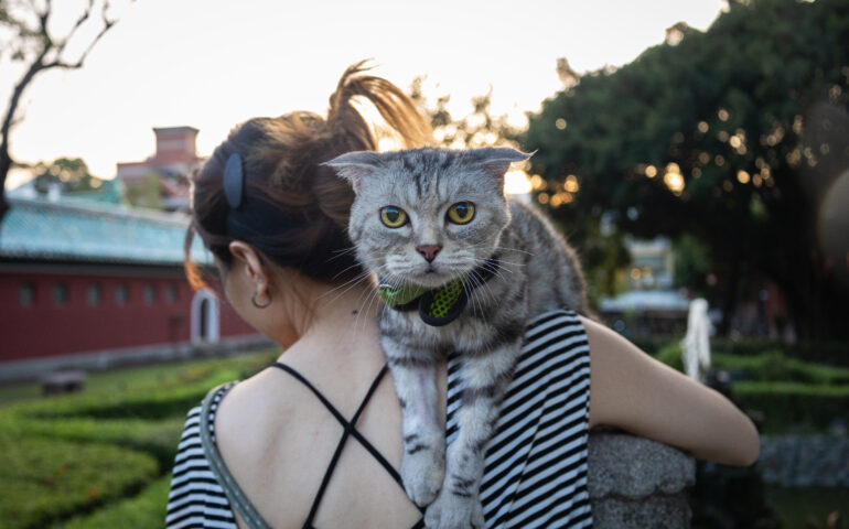 Sardara, segnalata dal sindaco come sospetta ladra: era solo una dottoressa alla ricerca dei suoi gattini
