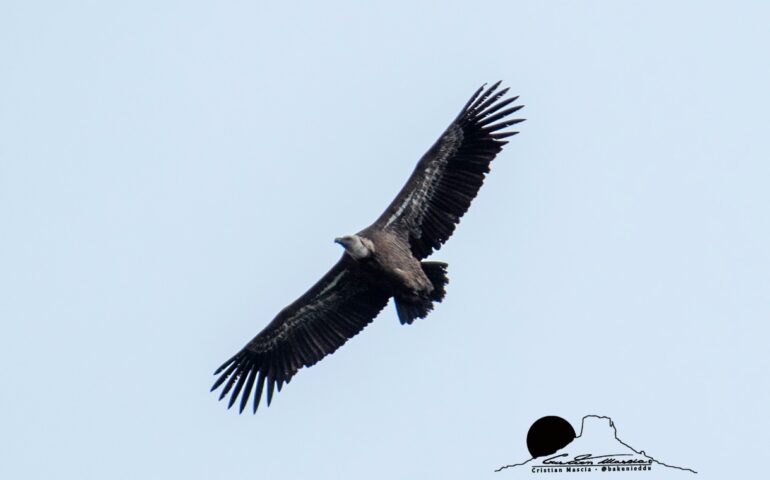 avvoltoio grifone, sardegna PH Cristian Mascia