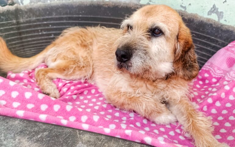cane in cerca di casa