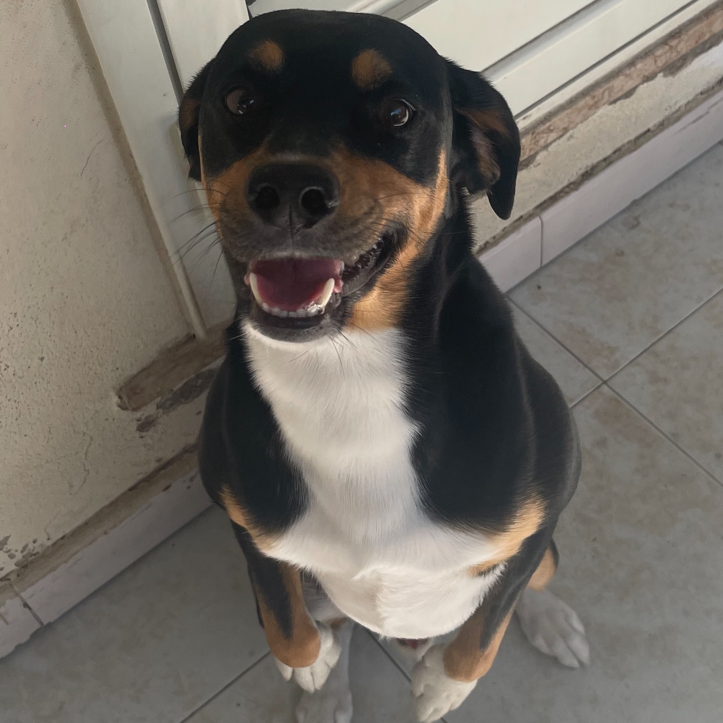 cane che cerca casa