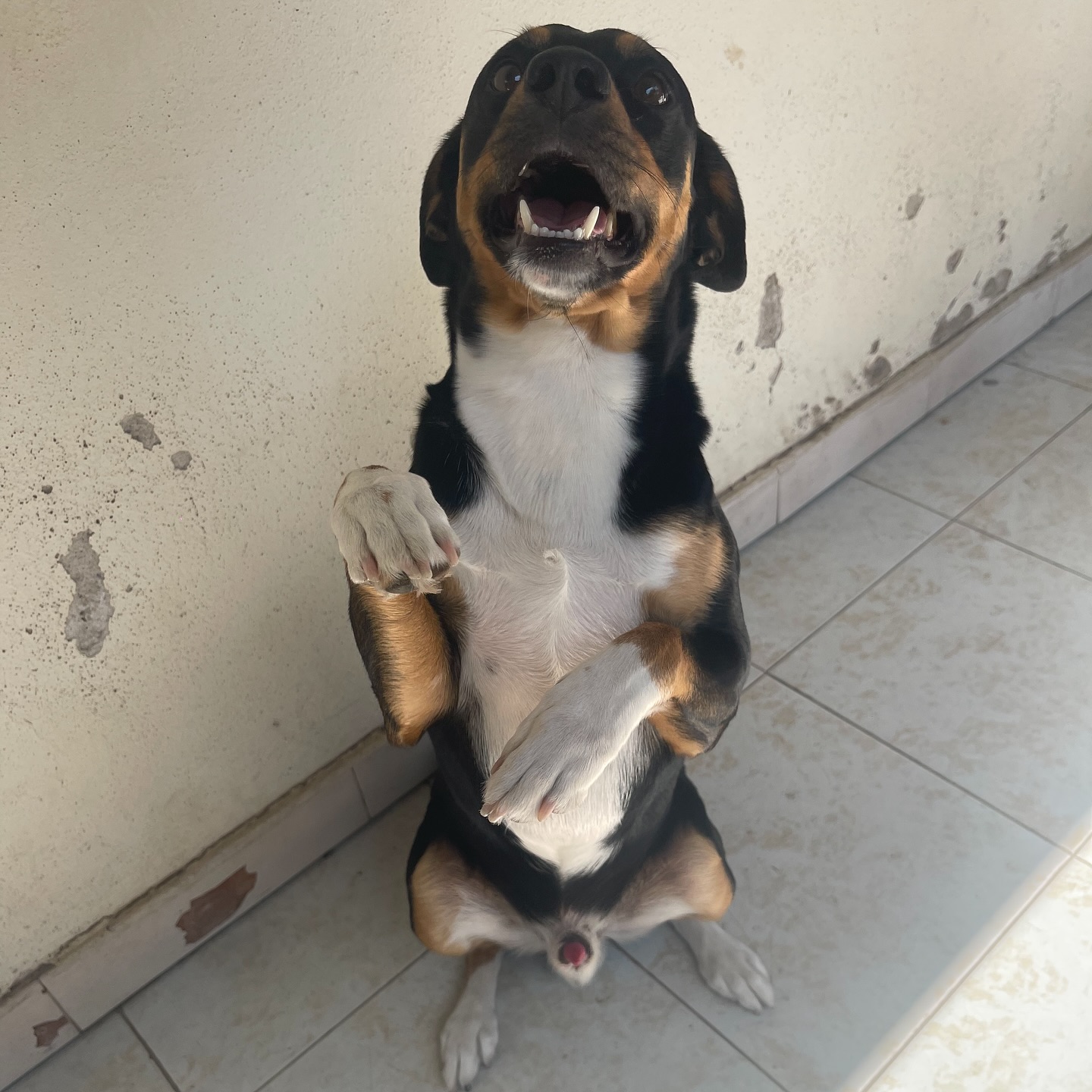 cane che cerca casa