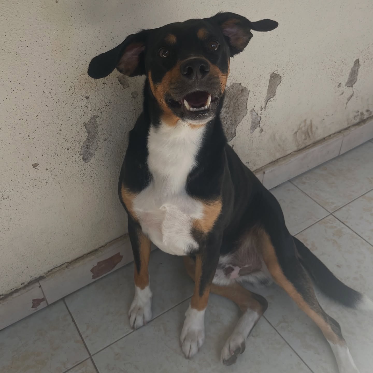 cane che cerca casa