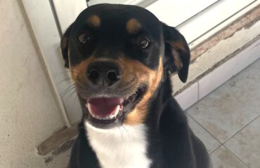 cane che cerca casa