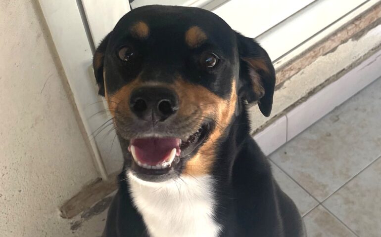 cane che cerca casa