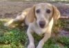 cane cieco