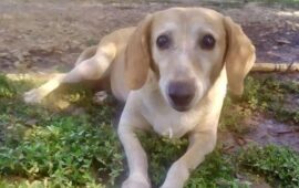 cane cieco