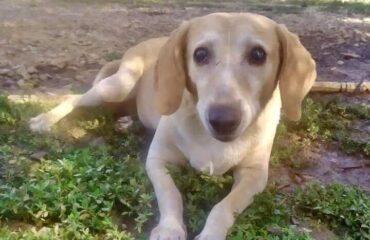 cane cieco