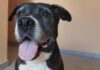 cane in adozione