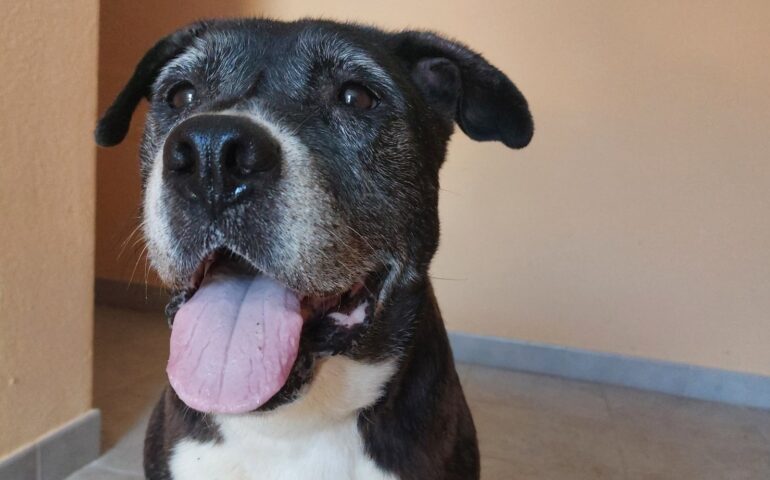 cane in adozione