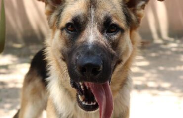 cane in cerca di casa