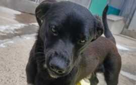 cane in cerca di casa