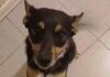 cane in cerca di casa