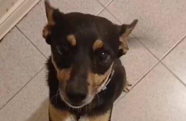 cane in cerca di casa