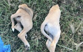 Orrore a San Gavino: due cuccioli di cane trovati fatti a pezzi, salvi mamma e fratellini