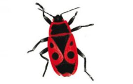 Piccola, onnipresente, è la cimicetta rosso-nera: nelle vostre zone come la chiamate?