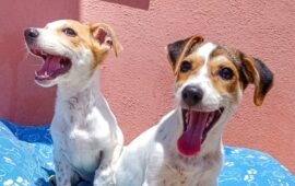 cuccioli in cerca di casa