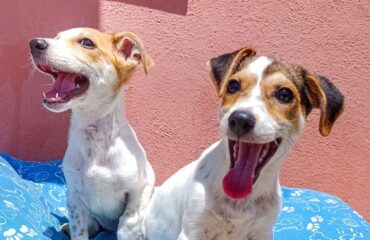 cuccioli in cerca di casa