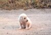 cucciolo veglia la mamma morta