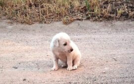 cucciolo veglia la mamma morta