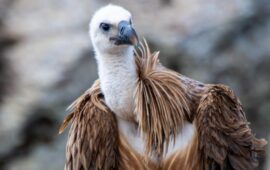 Sardegna: liberati nei cieli sardi 29 grifoni, il più grande rilascio del progetto LIFE Safe for Vultures