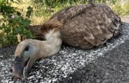 Quasi investito da un’auto: salvataggio miracoloso per Perdas, giovane grifone della colonia sarda