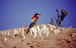 Sardegna, isola del gruccione: qui il maggior numero di coppie nidificanti