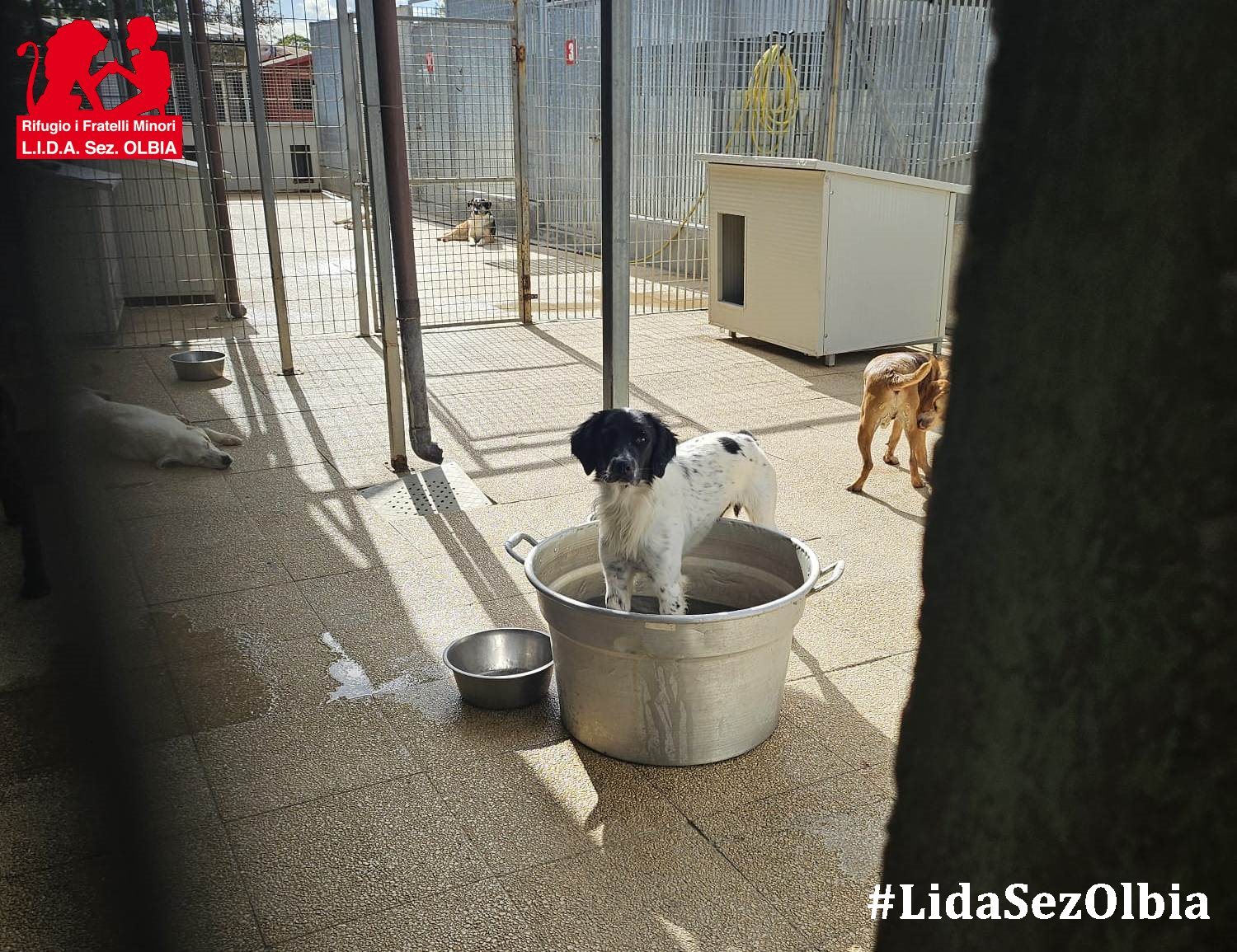 lida olbia