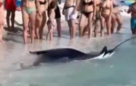 manta a mari ermi