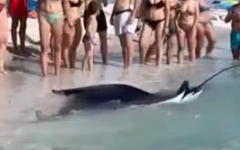 manta a mari ermi